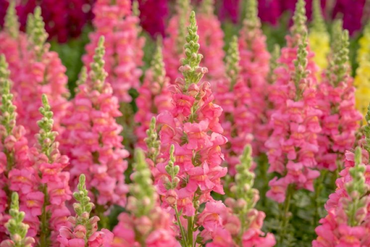 Evanthia stroomlijnt Antirrhinum-assortiment