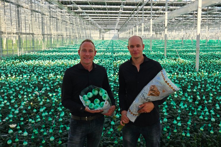 Eerste oogst nieuwe kwekerij J&A Flowers