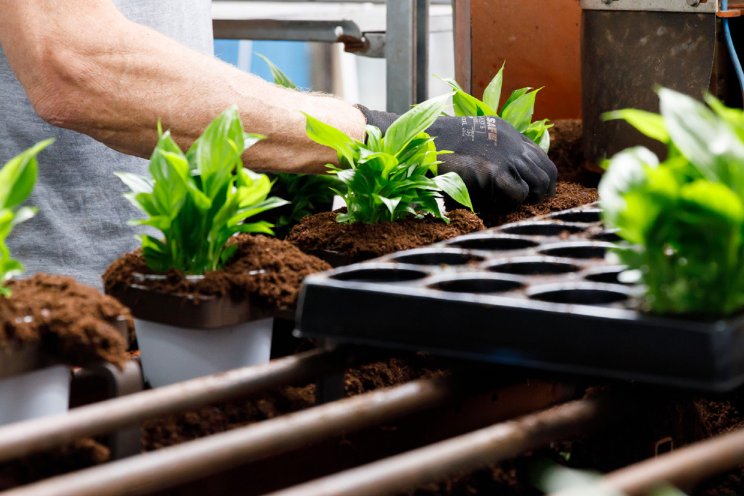 Inspecties potplanten strenger vanaf 1 oktober