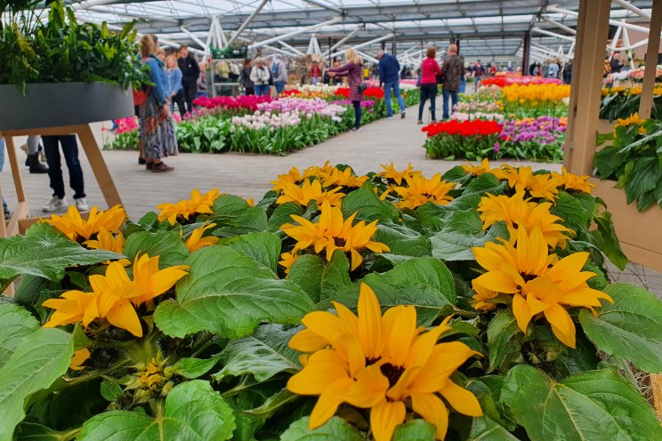 Bloemen en planten Evanthia op Keukenhof