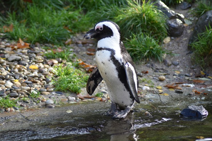 Pinguïns in achtertuin van oud-teler in Westland