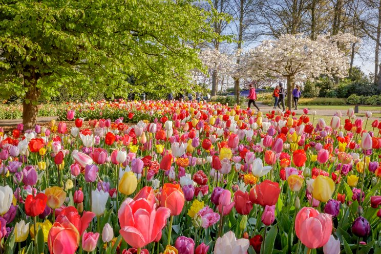 Voorjaar in Keukenhof