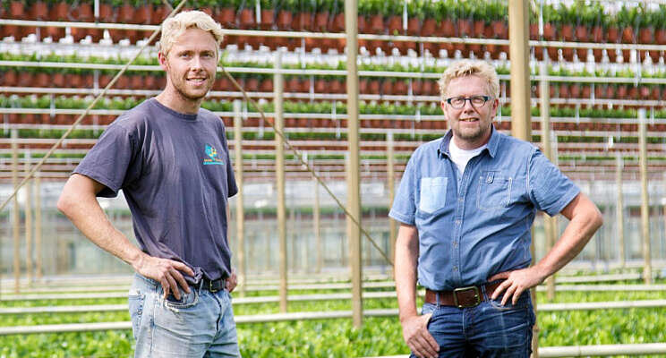 Kwekerij van Winden groeit door met Zamioculcas