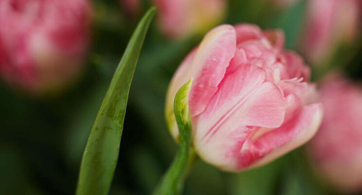 3 nieuwe tulpen Borst Bloembollen