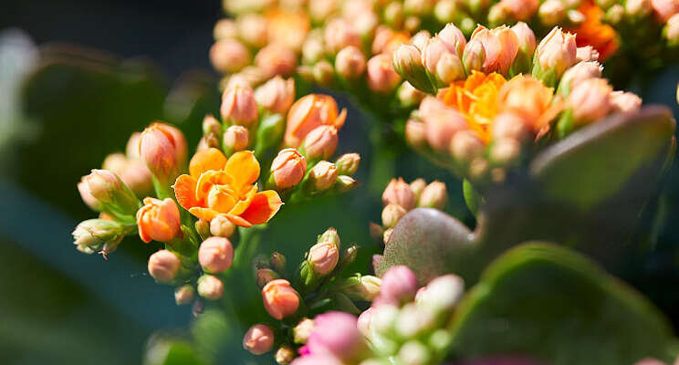 Collectief nu Kalanchoe.nl