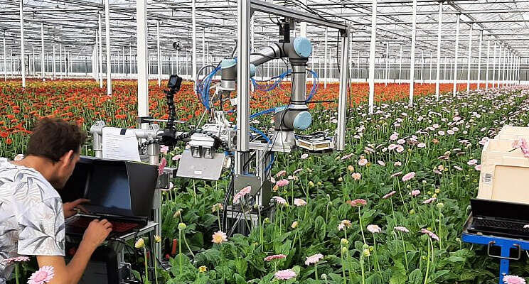 Robot gebruikt schaar voor oogsten gerbera's