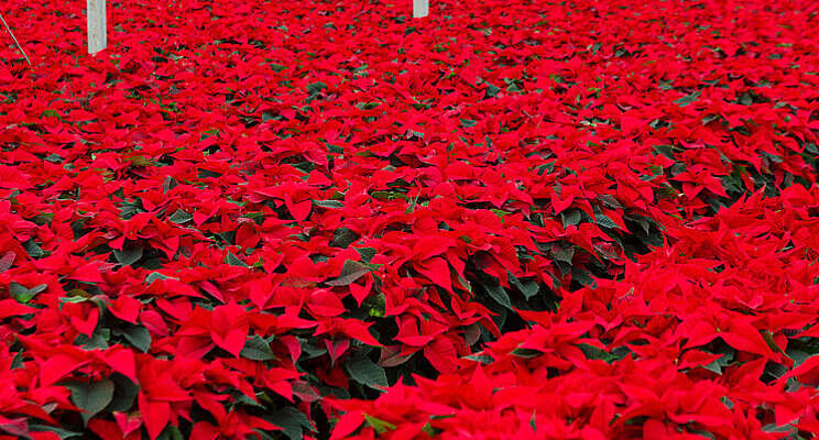 Onderzoek: teeltverkorting poinsettia mogelijk