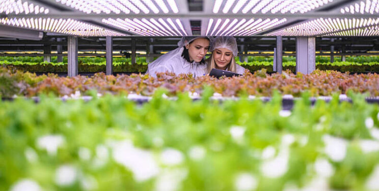 'Vertical Farming wordt volwassen teeltwijze'