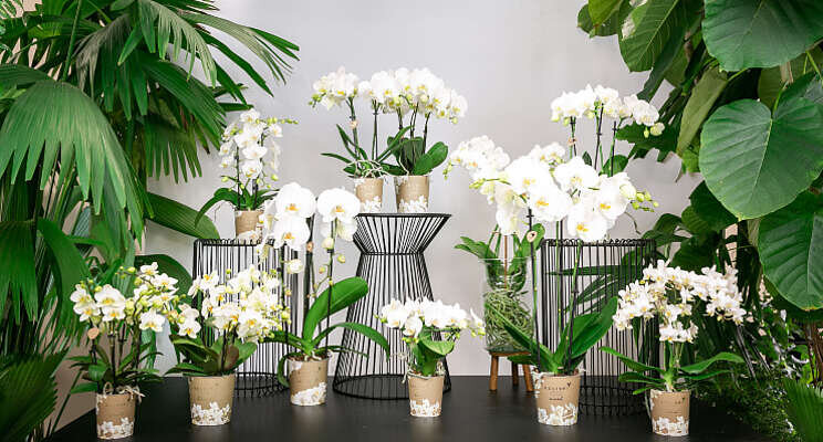 OK Plant breidt assortiment uit