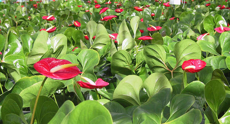 Nieuwe PCR-toets Anthurium