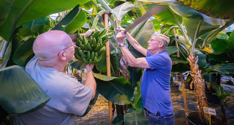 Eerste bananen van Nederlandse bodem