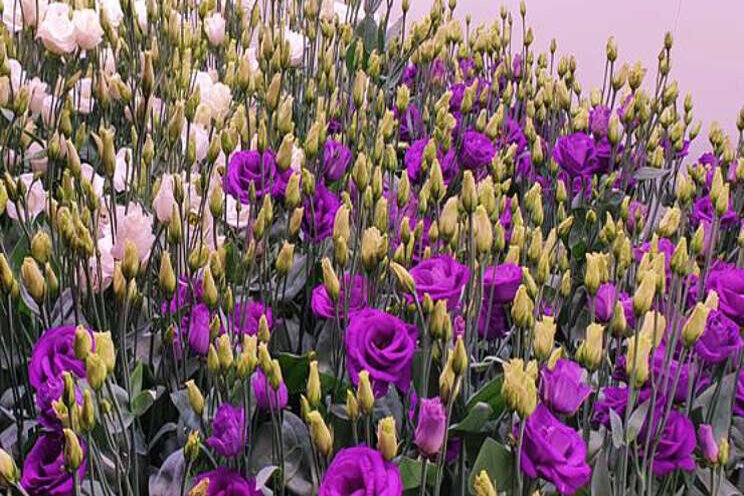 Lisianthus onder full-LED: hoe reageert het gewas?