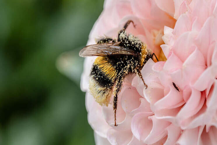 Onkruidbestrijding in dahlia's onderzocht